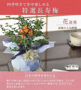 Flower Bonsai Same -day shipping Flower Special Long -lived plum Natural Stone Red Flowy Brand Popular Brand Popularity Ranking 60s New Hobby Bon Sie Gift