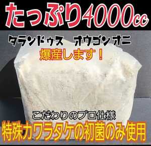The finest ☆ Kawaratake identity Block 4000cc 100 % Kunugi Raw material, only 1st bacterium Use Talandus, Ogon Onikwagata, and Legius are outstanding