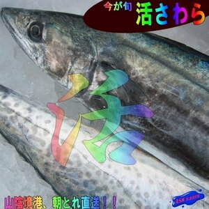 Direct delivery in the morning !! "Lively Sawara 3kg" for sashimi, ultra -luxury fresh fish is often fat !!
