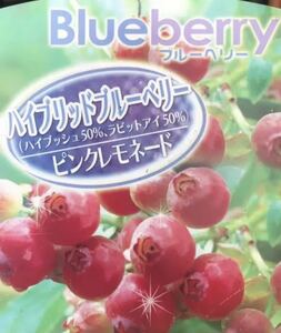 Hyebush 50%Rabbit Eye 50%Pink Lemonade Blueberry Seedling