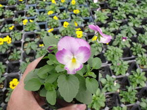 [Farm] ■ Pansy often blooms Violet 8 -color mix ■ Flower seedlings 40 pots