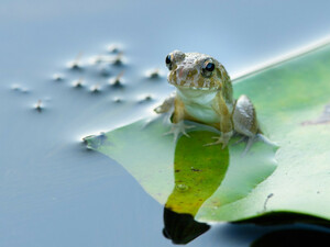 ♪♪ [How about bleed? It is very popular every year! ! ] One male frog and one female! ! ♪♪