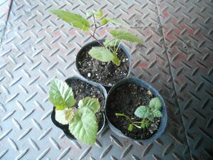● Blackberry -friendly seedling 3 -piece set ● No thorns (Thorn -free) flower buds. Dowkasadara?Orrea?