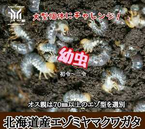 Hokkaido Miyama Kwagata First-2 5 Ordinance larvae,