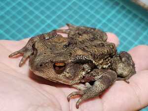 Collected on September 27 Toad about 8cm Gender unknown, Individual with a lot of red