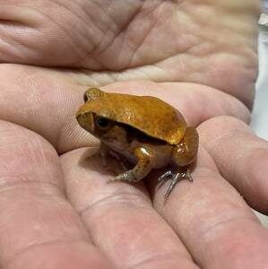 Domestic bleed! Size UP! ★★★ Sabito Matoga frog ★★★ Child CB Biological Biological Biological Baby Frog Frog Filled Madagascar