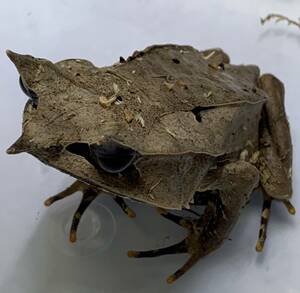 Popular species! ★★★ ⑤ Mitsu Nokono Haga Frog ★★★ Biological WC Malaysia Kael Biological Biological Biology Bizarre Frog Frog