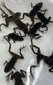 popular! ★★★ Himetsu Sweet frog sets of 5 ★★★ Biological amphibian frog frog frog breeding aquatic frog frog frog