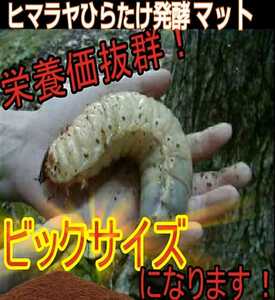 Beetle larvae get bigger! Nutrition additives [Improvement version] Himalaya Hiratake Fermented Mat [3 bags] Indoor manufacturing does not contain any mixed with moses and fly