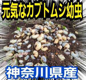 Kabutomushi larva from Kanagawa Prefecture ☆ Shipped freshly picked! It is an individual at the site that becomes a giant larva of over 40g every year ☆ 85 Milliap adults also emerge