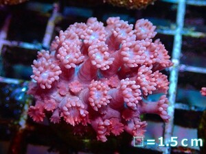 [Coral] Hanaga sauce (fluoro pink/frag) [UCA/Australia] (Individual sales) No.7 (living body)