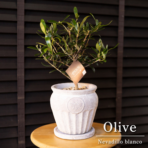 Founding Olive Olive Tree SOUJU Nevadiro Bran Olive Topia Pottery