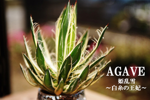 AGV-B1 Astonishingly sold out! Fan long-awaited! Agabe/13cm/Shiraito Queen Hime Ran Snow/Hime Ran Snow/Agave/Bear route seedlings/Seedlings/Bonsai/Succulent Plants/Houseplants