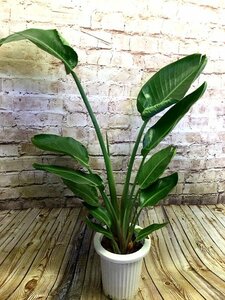 ★ 100cm Affordable size Popular Augusta No. 7 Grow large 2