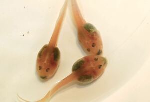 Cranwell Tsunoga frog, Otama jacki Albino (male parent grip x female parent peppermint) Self -breeding individual x 3 sets ②