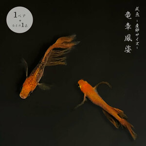 Medaka Ryuho Otori Grant Fish spawning Size 1 pair+1 warranty 1 Ryushi Fish Swimming Jewel Swimming Fixed Aquarium Clean
