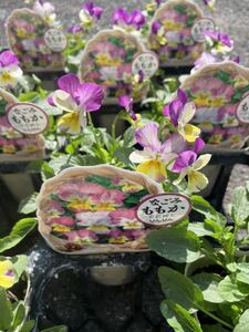 [1 yen start] Viola seedlings Nagomi Momoka Rin Rin 10cm Pod 5 bowl set Producer directly shipped