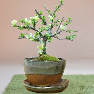 Flower Bonsai Same -day Shipping Flowers Longevity Plum Shirakazu Shirakazu Brand Popular Ranking 60's 70's Cute New Gift Pot Plant Bonsai Bonsai
