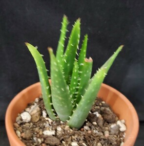 ★★ succulent plant ☆ Aloe genus ★ Zebulina ★ A ★ (No. 2.5 bowl)