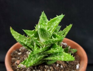 ★★ Succulent plant ☆ Aloe genus ★ Jade Hall ★ A ★ (No. 2.5 bowl)