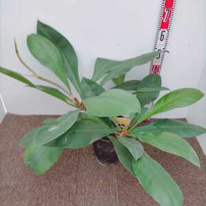 Deckalence Philodendron No. 7 Large stock