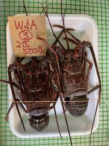 [Wakayama] Ise shrimp (500g for 2 animals) Translated (sashimi OK) frozen WSA-3