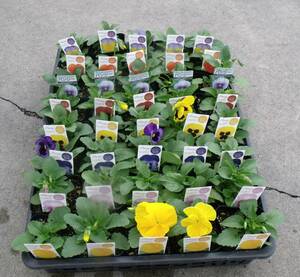 [Farm] ■ Pansy 4 -color mix ■ Flower seedlings 20 pots
