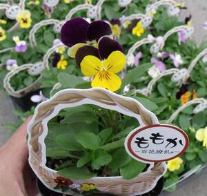 [Farm] ■ Viola Momoka 7 -color mix ■ Flower seedlings 40 pots