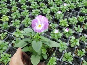 [Farm] ■ Pansy often blooms Violet 8 -color mix ■ Flower seedlings 40 pots