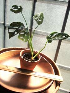 [Free Shipping] ⑦ Madokazura Monstera, Friedrie Histerley Stylish plant root seedlings are solid