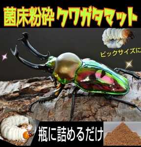 Stag beetle larva dedicated [Improvement version] Bacterial bed crushed mat ☆ Economical than hyphagin bottles! Just pack it in a bottle! Eat and get bigger ☆ The sweet scent of hyphagus ☆ Nijiiro!