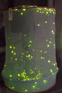 20 larvae of Heike fireflies over 10 mm
