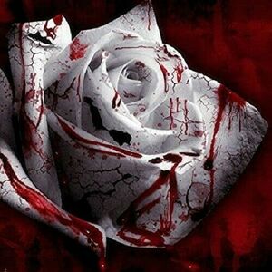 Two roses limited to 2 people can be delivered immediately. Bloody Mary Rare! Mysterious hobby bloody white skin pattern
