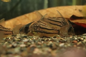 [Freshwater fish] Rare species Corydora short nose Ornatasta Tapajos wild [1 sample image] (± 5-6cm)
