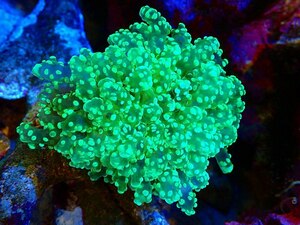 【Coral】Hontaka Coral (Metallic Green) M size (individual sale) (±10cm) No.4 (living body)