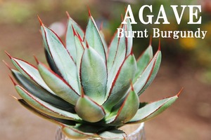 AGV-C38 Astonishingly sold out! Fan long-awaited! Agabe/11cm/Burunto Gandy/Agave/Bear route seedlings/Seedlings/Bonsai/Succulent Plants/Houseplants