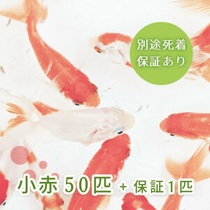 (Goldfish) 50 Small Red Red Kingyo Yamato Koriyama Food Gold Feed Free Shipping