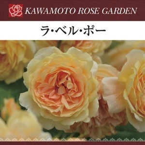 Label Pow pot planting rose rose rose Kawamoto rose garden Daisaen No. 6