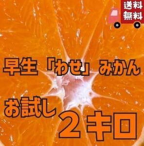 Ehime from Ehime * Wenzhou Mikan * Home Fruit Citrus Tangerine Fruit Fruit Fruit Results