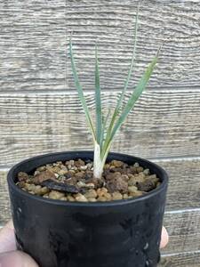 Yucca Thomphamaa ① / Kashikushi family Hesperaloe polysche polygholk Codex Rock Garden Dryer Dryden Bizaral Plants