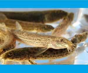 Frozen loach (10 bags per bag) 4 to 7cm ◆ Shipping cheaper ◆ Variable quantity 1 to 9 bags ◆ A