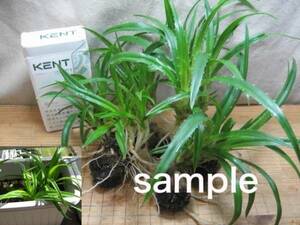 Adan seedlings for Okaya Dokari!8 shares set (ST3)