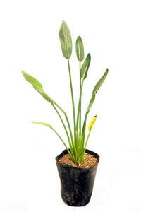 Strelitia Purvifolia (intermediate species) Large seedlings 12