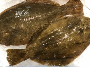 2 kg with plenty of flounder for boiled and fried!
