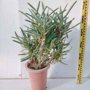 Aloe Ramoshishima No. 7 Large stock rare varieties Rare Lamosissimon Ramon Nishiki Votus resistance