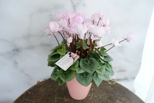 Sicramen Fairy Pico No. 5 Seedling Flower Seedling with beautiful pale pink