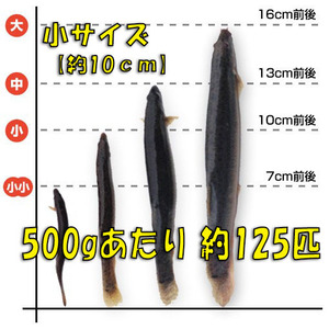 ◇ [Life Dejojo] Small 500g (about 10cm, average 125) Mud, edible, live, fishing bait, raw food, tropical fish, and ancient fish feeds ☆ Eras, river fish, freshwater fish