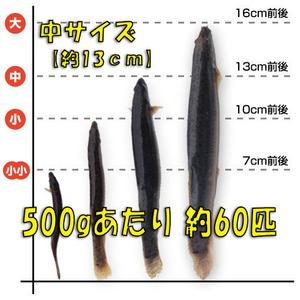 ◇ [Live Dejo] Included 500g (about 13cm, average 60) Mud, edible, live, fishing bait, live food, tropical fish, and ancient fish feeds ☆ Eras, river fish, freshwater fish