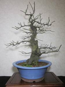 Extremely old -fashioned plum plum white flower roots good feet Powerful pattern brought in wooden bonsai height 50 cm