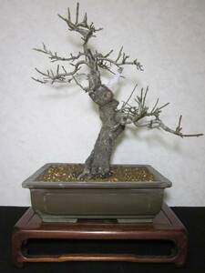 Rare popular variety old tree feeling Ume -Yoshiyoshi Pattern with wooden wooden tree height 44 cm